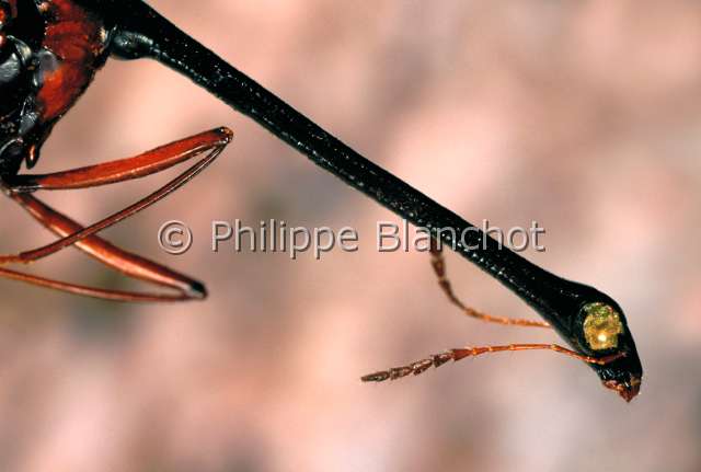 Diatelium wallacei.JPG - in "Portraits d'insectes" ed. SeuilDiatelium wallaceiScaphidide maleShining fungus beetleColeopteraScaphidiidaeBorneo